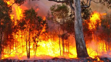 bushfire_The_BFD-1068x601